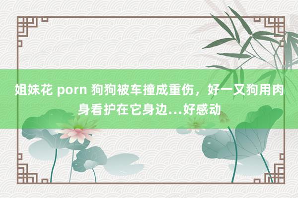 姐妹花 porn 狗狗被车撞成重伤，好一又狗用肉身看护在它身边…好感动