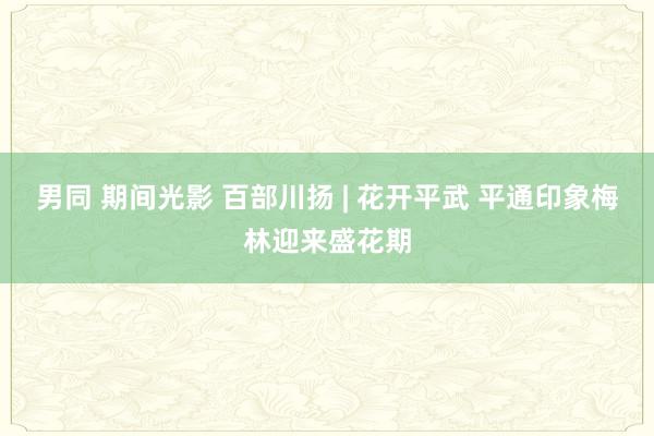 男同 期间光影 百部川扬 | 花开平武 平通印象梅林迎来盛花期